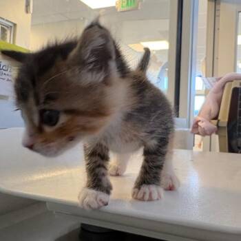 Krishna -  Domestic Short Hair Cat for Adoption in Rifle, Colorado - Krishna | PetCurious