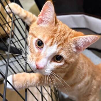 Chicko -  Domestic Short Hair Cat for Adoption in Cumming, Georgia - Chicko | PetCurious
