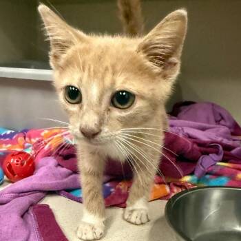 Arlo -  Tabby and Domestic Short Hair Cat for Adoption in Greensboro, North Carolina - Arlo | PetCurious
