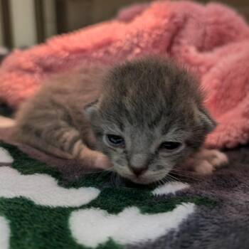 Cub -  Domestic Short Hair Cat for Adoption in Titusville, Florida - Cub | PetCurious