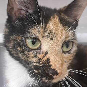 Calico Cats Available for Adoption - Alisha | PetCurious