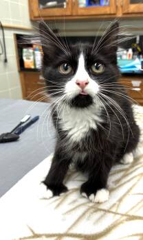 Tippity -  Domestic Medium Hair Cat for Adoption in Davis, California - Tippity | PetCurious