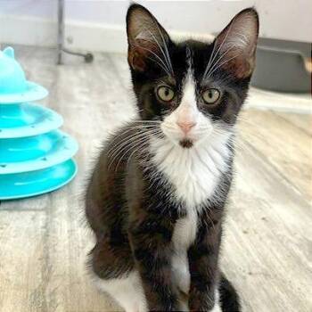 Checkers -  Domestic Short Hair Cat for Adoption in Pleasant Hill, California - Checkers | PetCurious