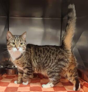 Rescue Domestic Short Hair Cats for Adoption in Clayton, New Jersey - Jenna | PetCurious