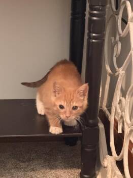 Jedd -  Domestic Medium Hair Cat for Adoption in Virginia Beach, Virginia - Jedd | PetCurious