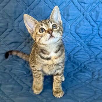 Domestic Short Hair Cats Available for Adoption in Honolulu, Hawaii - Raindrop | PetCurious