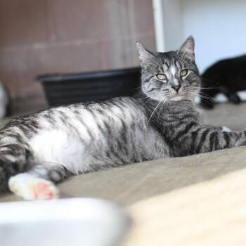 latte -  Domestic Short Hair Cat for Adoption in Angleton, Texas - Latte | PetCurious