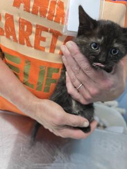 Kmart -  Domestic Short Hair Cat for Adoption in Evansville, Indiana - Kmart | PetCurious