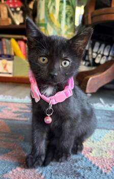 Zamboni -  Domestic Short Hair Cat for Adoption in Oceanside, California - Zamboni | PetCurious
