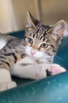 Rain -  Domestic Short Hair Cat for Adoption in Honolulu, Hawaii - Rain | PetCurious