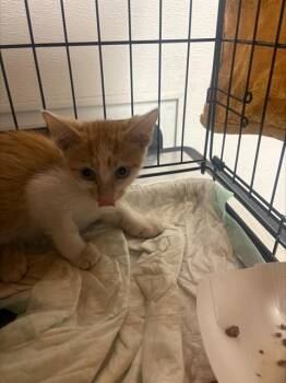 INDEPENDENCE -  Domestic Short Hair Cat for Adoption in Fort Lauderdale, Florida - INDEPENDENCE | PetCurious