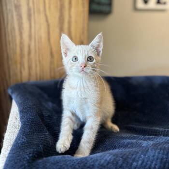 Silly String -- In Foster -  Domestic Short Hair Cat for Adoption in Fargo, North Dakota - Silly String -- In Foster | PetCurious