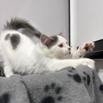 Scamper -  Domestic Medium Hair Cat for Adoption in Puslinch, Ontario - Scamper | PetCurious