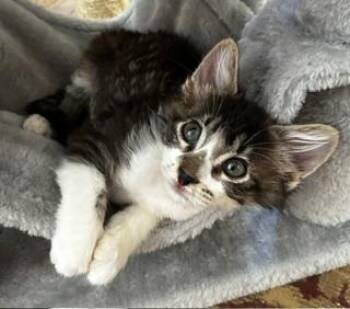 Robert -  Domestic Short Hair Cat for Adoption in Pasco, Washington - Robert | PetCurious