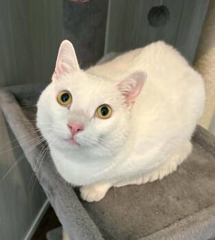 Walker -  Domestic Short Hair Cat for Adoption in Ona, West Virginia - Walker | PetCurious