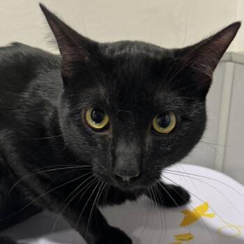 Domestic Short Hair Cats Available for Adoption - Shadow | PetCurious