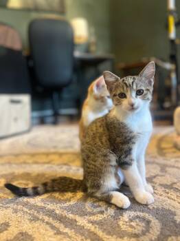 Rescue Domestic Short Hair Cats for Adoption in Louisville, Kentucky - Ursula | PetCurious
