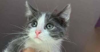 Domestic Short Hair and Tabby Cats Available for Adoption - Siskin | PetCurious