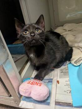 Bridget -  Domestic Long Hair and Domestic Short Hair Cat for Adoption in Louisburg, North Carolina - Bridget | PetCurious