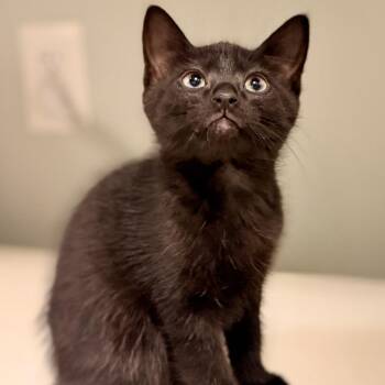 American Shorthair Cats Available for Adoption in Freeport, Florida - Luau | PetCurious