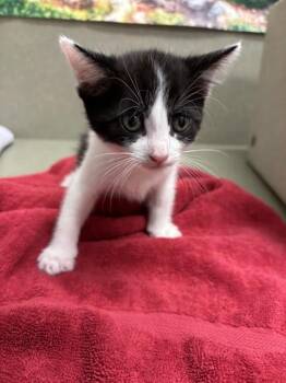 A553920 -  Domestic Short Hair Cat for Adoption in Moreno Valley, California - A553920 | PetCurious