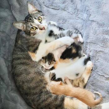 Domestic Short Hair Cats Available for Adoption in Briarcliff Manor, New York - Liri | PetCurious