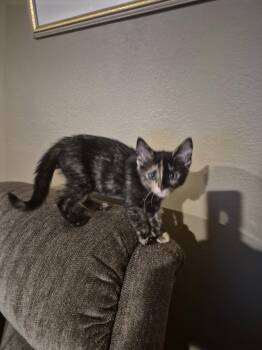 Robin -  Domestic Short Hair and Tortoiseshell Cat for Adoption in Tracy, California - Robin | PetCurious