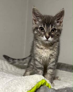 Betsy Button -  Domestic Short Hair Cat for Adoption in Battle Creek, Michigan - Betsy Button | PetCurious