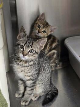 Domestic Short Hair Cats Available for Adoption in Vancouver, Washington - Mezzo | PetCurious