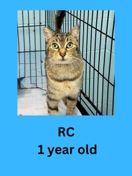 RC -  Domestic Short Hair Cat for Adoption in Ravenna, Ohio - RC | PetCurious