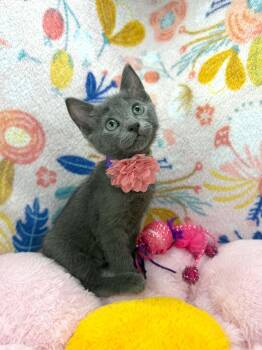 Francesca -  Russian Blue and Domestic Short Hair Cat Available for Adoption in Tavares, Florida - Francesca | PetCurious