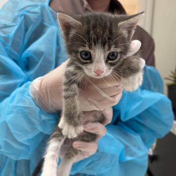 Domestic Short Hair Cats Available for Adoption in Taos, New Mexico - Willow | PetCurious