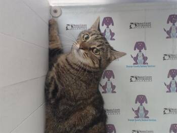 Domestic Short Hair Cats Available for Adoption in Orlando, Florida - MARLEY | PetCurious