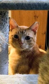 Julius aka Orange Julius aka OJ -  Tabby Cat Available for Adoption in Waynesboro, Virginia - Julius Aka Orange Julius Aka OJ | PetCurious