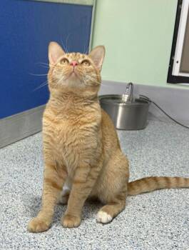 Domestic Short Hair Cats Available for Adoption - Binky | PetCurious