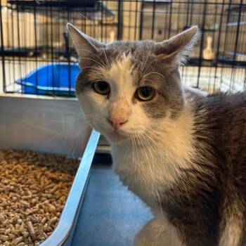 Elmo -  Domestic Short Hair Cat for Adoption in Huntington, West Virginia - Elmo | PetCurious