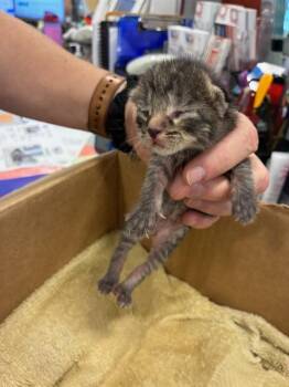 GRANITE -  Domestic Short Hair Cat for Adoption in Palmetto, Florida - GRANITE | PetCurious