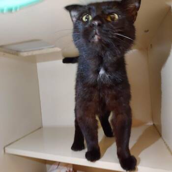 Domestic Short Hair Cats Available for Adoption in Dayton, Ohio - Arnie | PetCurious