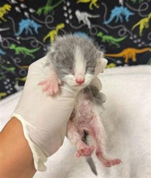 MICAH -  Domestic Short Hair Cat for Adoption in Riverside, California - MICAH | PetCurious
