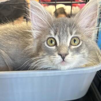Fry -  Domestic Long Hair Cat for Adoption in Calimesa, California - Fry | PetCurious
