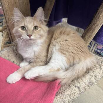 Fluffanator -  Domestic Long Hair Cat for Adoption in Hanover Park, Illinois - Fluffanator | PetCurious