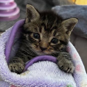 Snoop Catt -  Domestic Short Hair Cat for Adoption in Franklin, Tennessee - Snoop Catt | PetCurious
