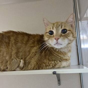 Rescue Domestic Short Hair Cats for Adoption in Ballston Spa, New York - Otis | PetCurious