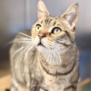 Chloe -  Domestic Short Hair Cat for Adoption in Stafford Township, New Jersey - Chloe | PetCurious