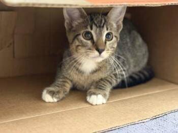 Pretzel -  Domestic Short Hair Cat for Adoption in Memphis, Tennessee - Pretzel | PetCurious