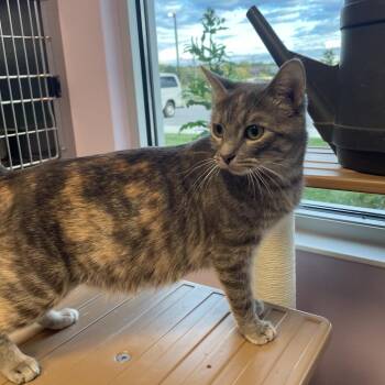 Macchiato (Momma) -  Domestic Medium Hair Cat for Adoption in Madisonville, Tennessee - Macchiato (Momma) | PetCurious