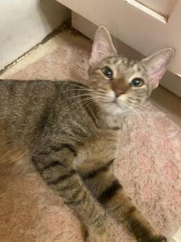 June -  Domestic Short Hair Cat for Adoption in New York, New York - June | PetCurious