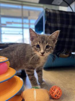 Peter -  Domestic Short Hair Cat for Adoption in Eagle, Colorado - Peter | PetCurious