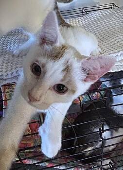 Lucky Charm -  Domestic Short Hair Cat for Adoption in Pottstown, Pennsylvania - Lucky Charm | PetCurious