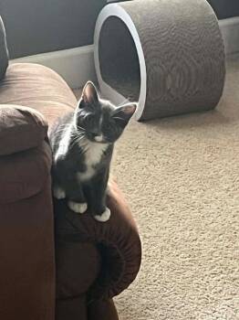Carli -  Domestic Short Hair Cat for Adoption in Orlando, Florida - Carli | PetCurious